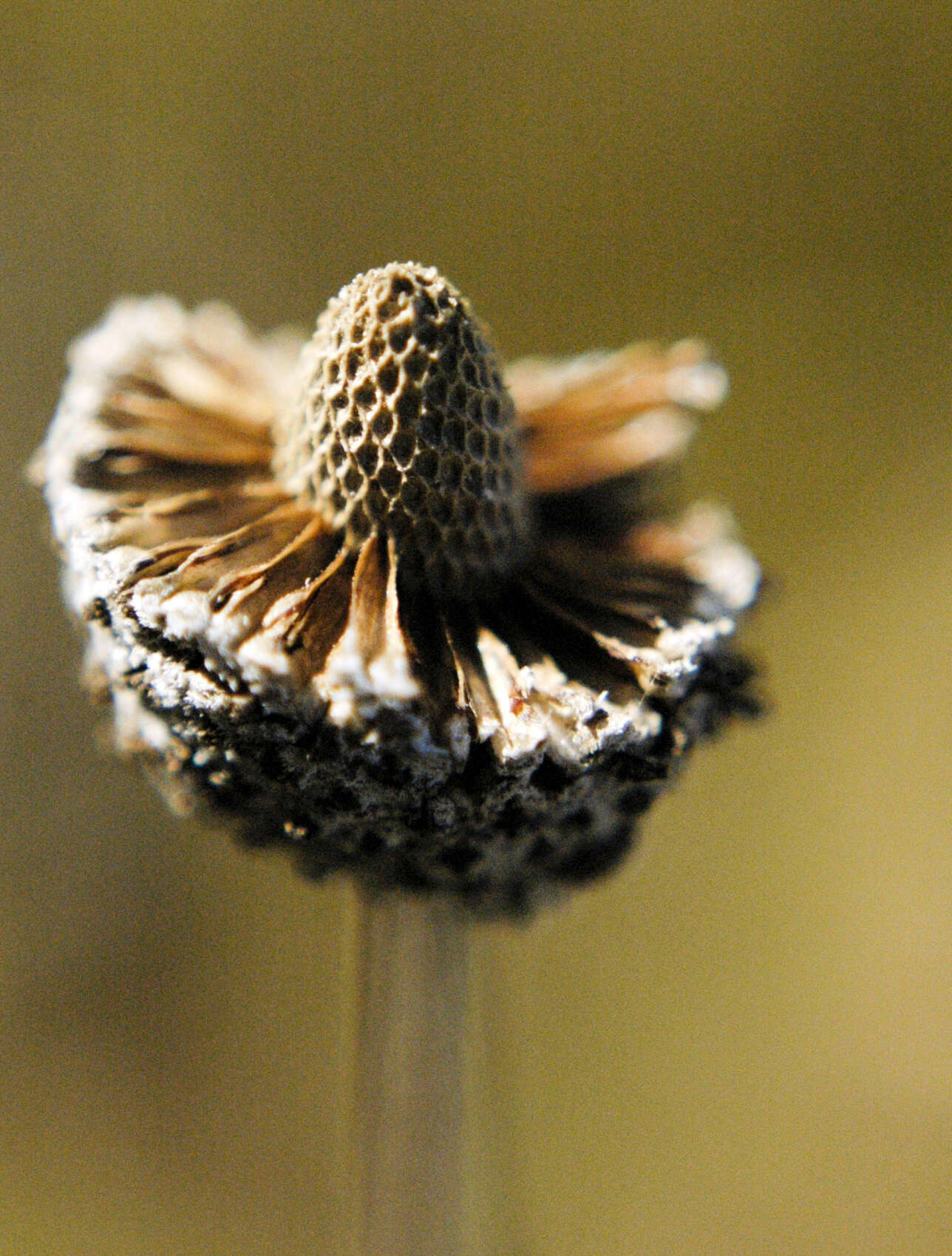 Image of pinnate prairie coneflower