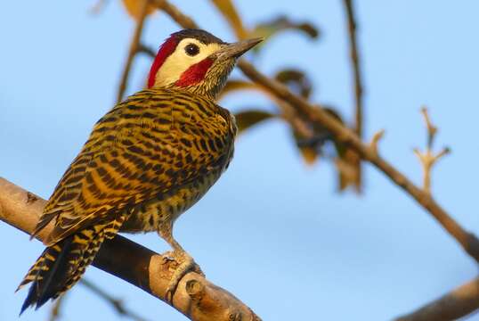 Image of Green-barred Woodpecker