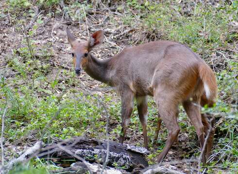 Image of Bushbuck