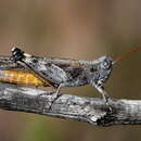 Image of Desert Clicker Grasshopper