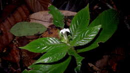 Plancia ëd Psychotria iodotricha Müll. Arg.