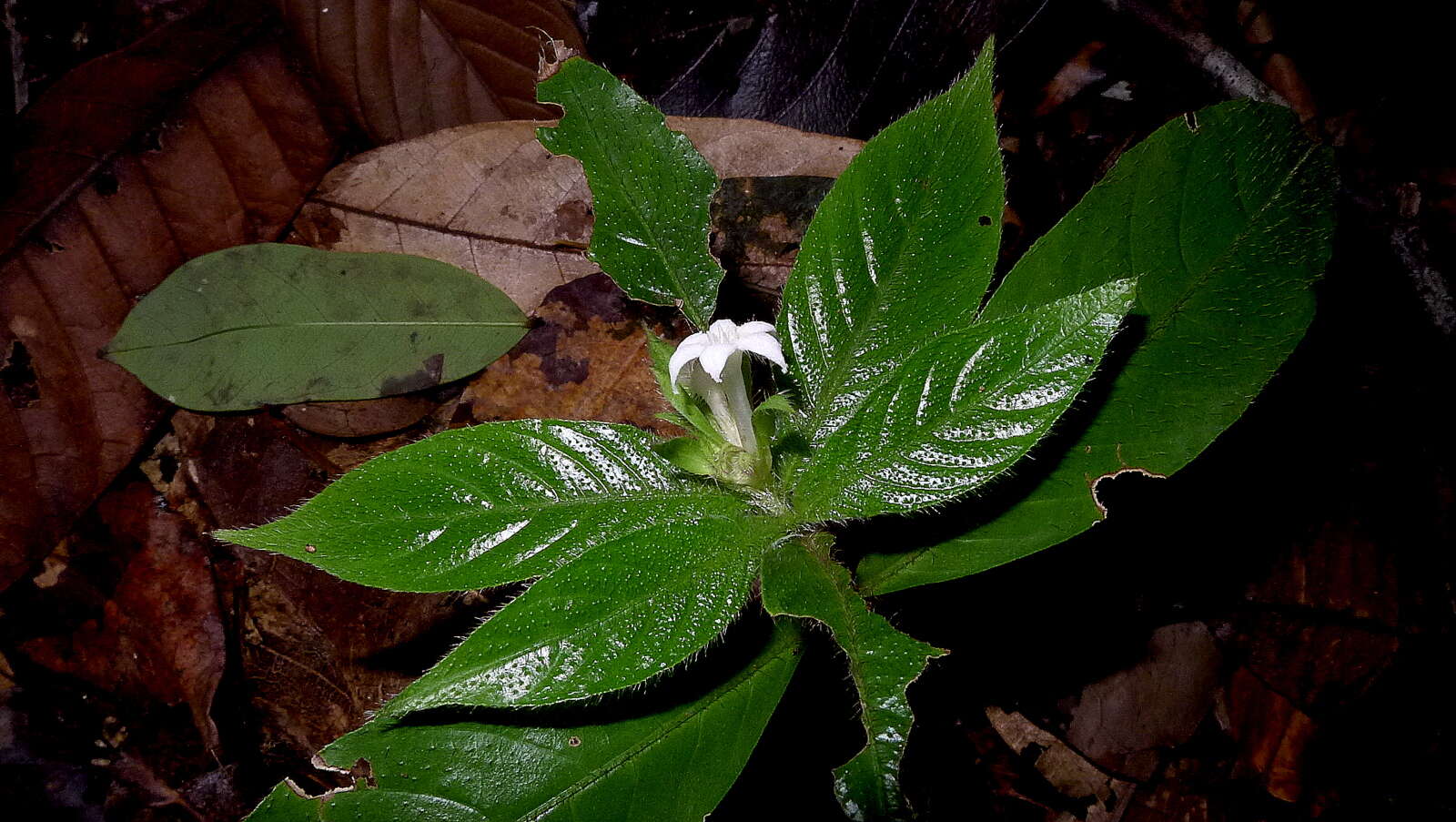 Plancia ëd Psychotria iodotricha Müll. Arg.