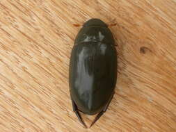 Image of Hydrophilus