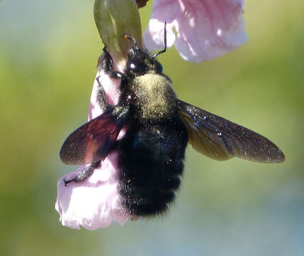 Image of Carpenter Bees
