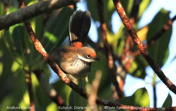 Image of Arafura Fantail