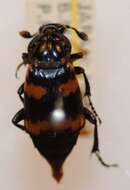 Image of Nicrophorus (Nicrophorus) montivagus (Lewis 1887)