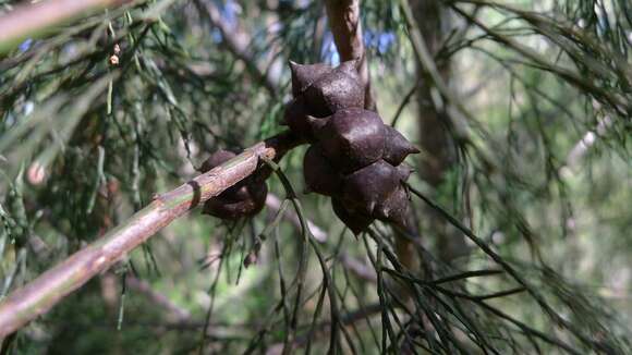 Image of cypress-pine