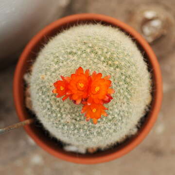 Image of Parodia haselbergii (Haage ex Rümpler) F. H. Brandt