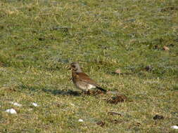 Image of Thrush