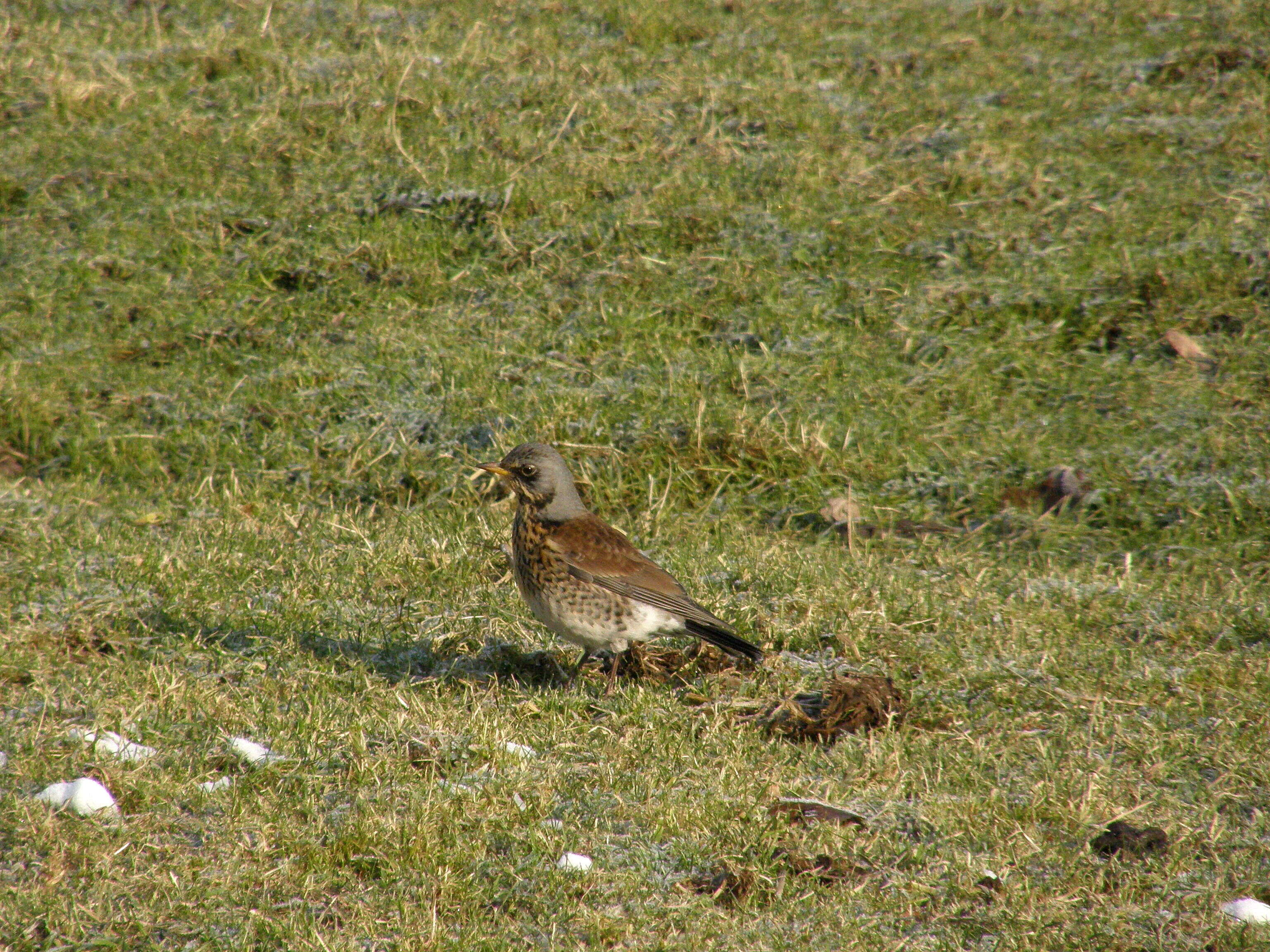 Image of Thrush