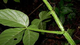 Image of Cissus trigona Willd. ex Roem. & Schult.