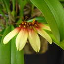 Image of Bulbophyllum gusdorfii J. J. Sm.