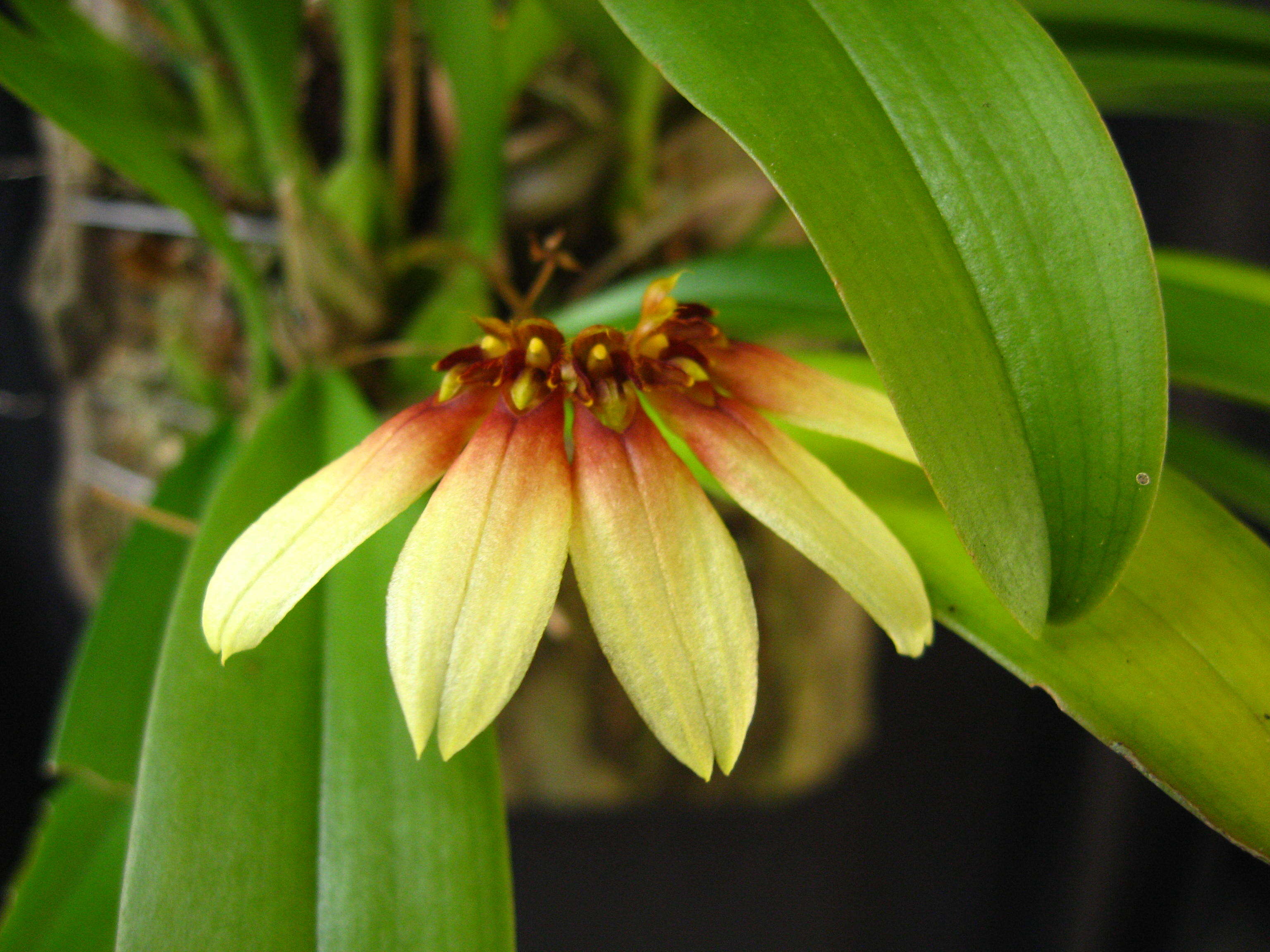 Plancia ëd Bulbophyllum gusdorfii J. J. Sm.