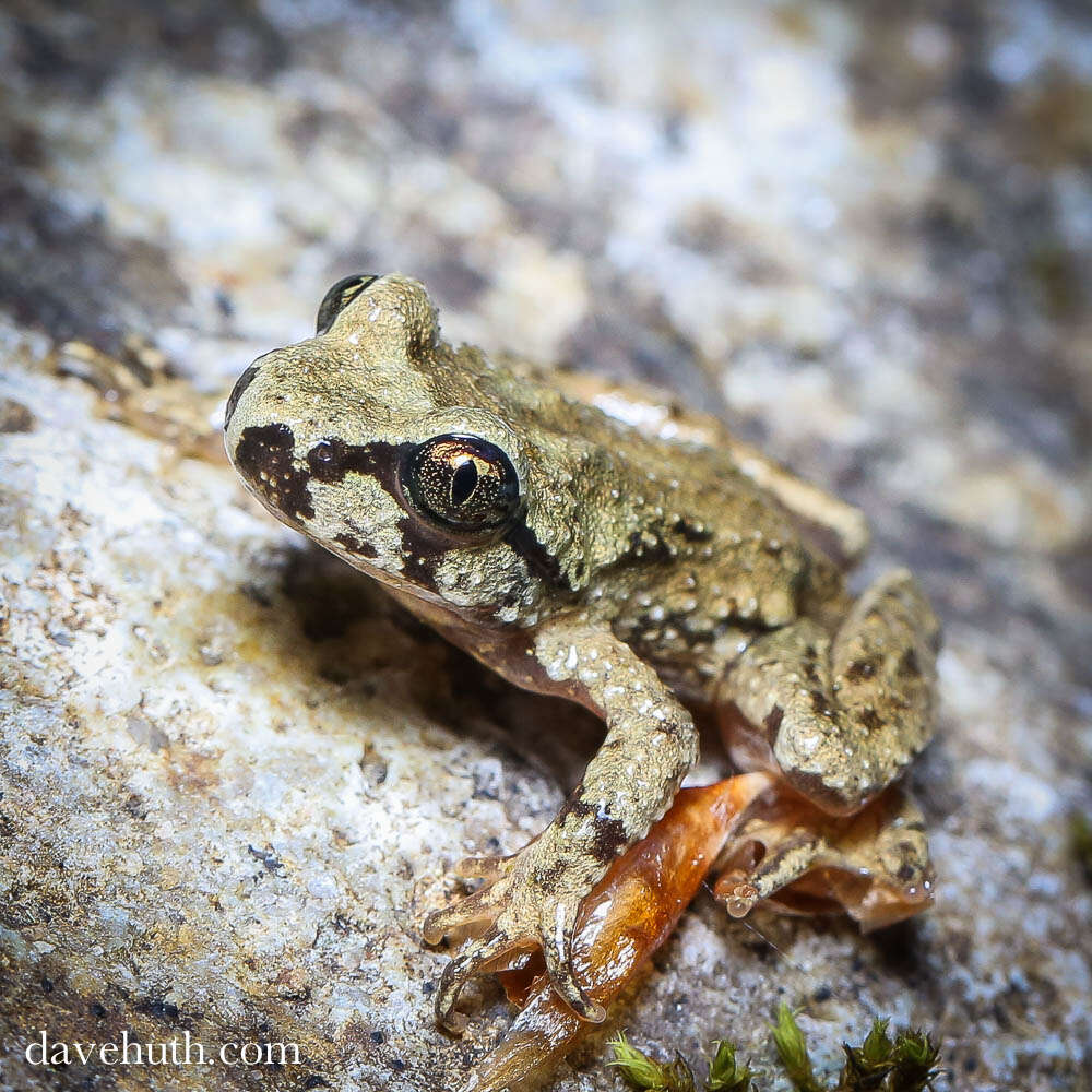 Image of tailed frogs