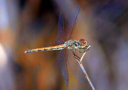 Image of Desert Darter