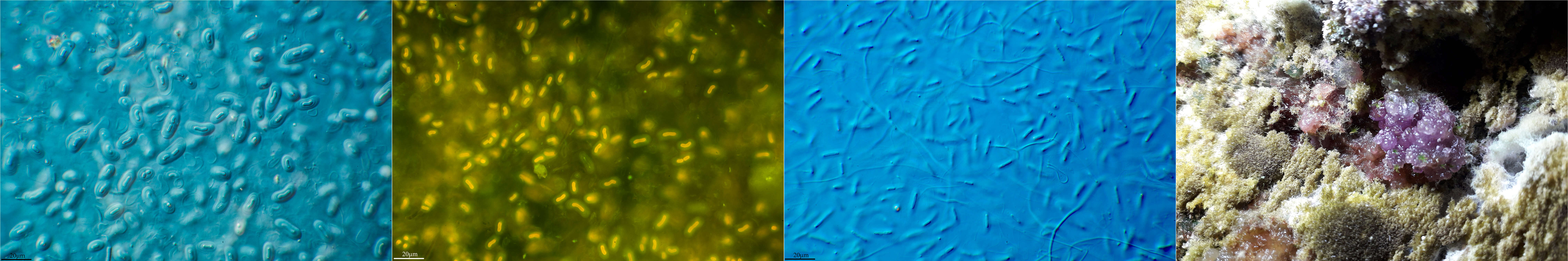 Image of Gloeobacteria