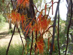 Image of Amyema pendula (Sieb. ex DC.) Tieghem