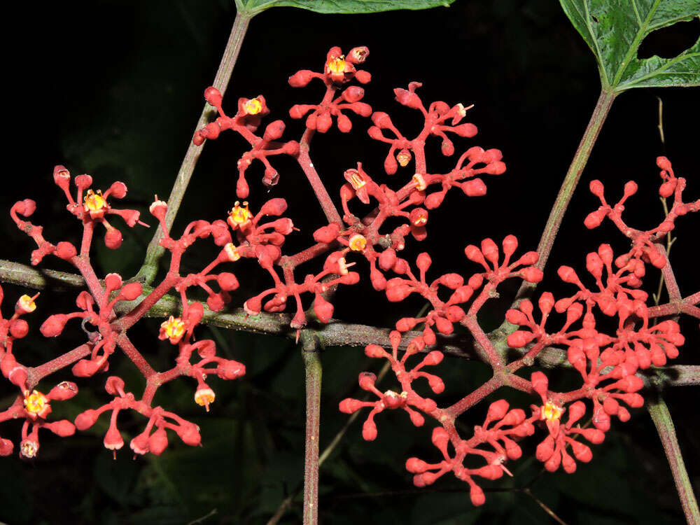 Image of Cissus biformifolia Standl.