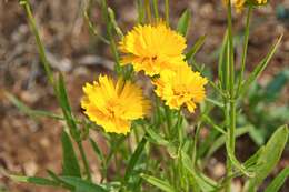 Image de Coreopsis