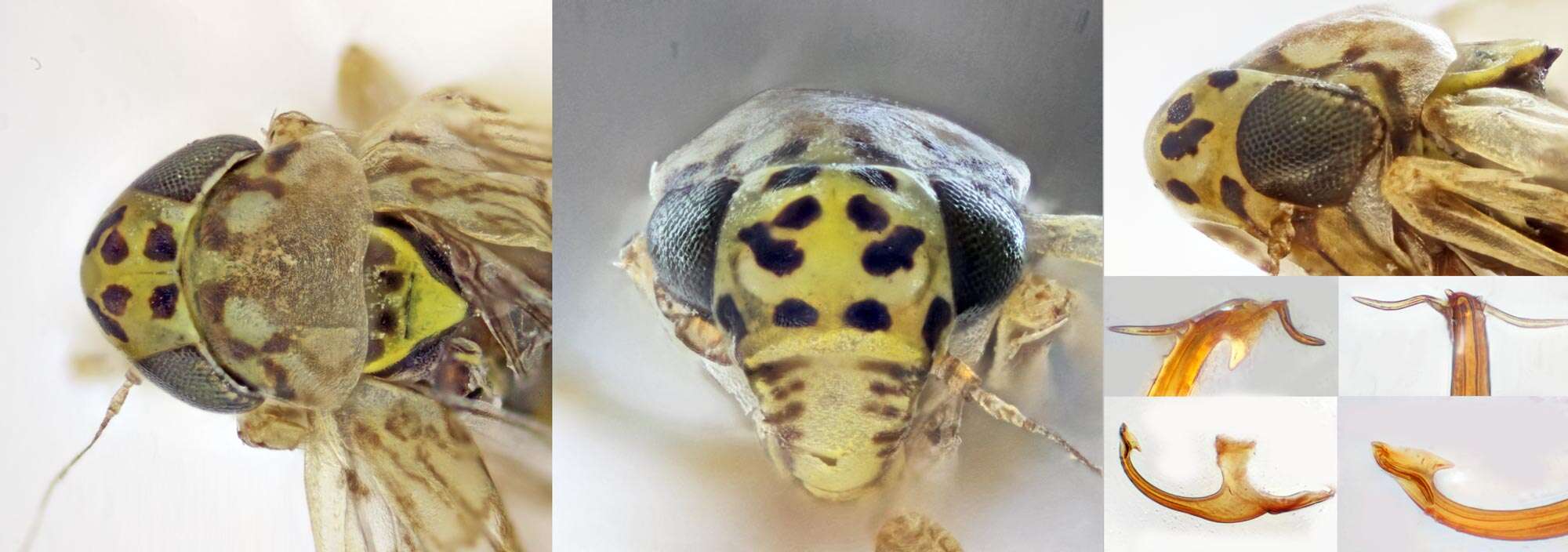 Image of Ligurian Leafhopper