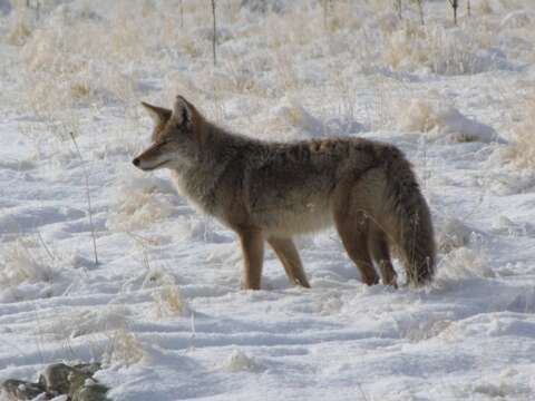 Image of coyote