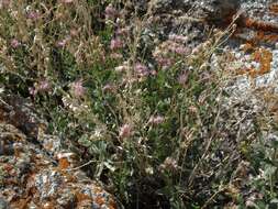 Image of western snakeroot