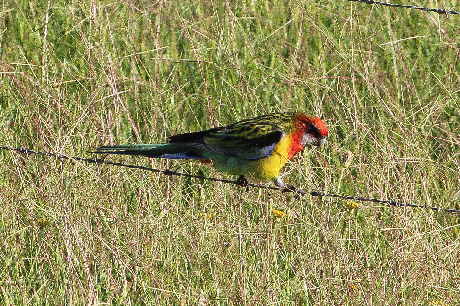 Image of Eastern Rosella