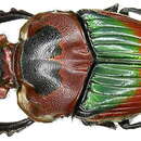 Imagem de Sulcophanaeus imperator alticollis Arnaud 2002