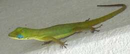 Image of Saint Vincent's Bush Anole