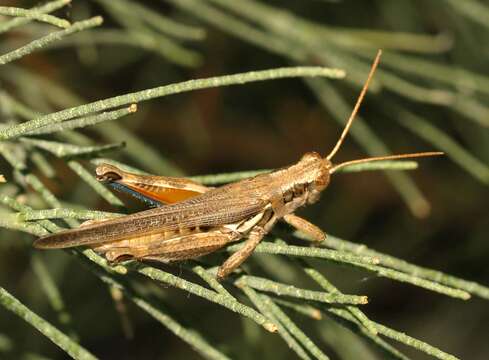 Image of Melanoplus pictus Scudder & S. H. 1897