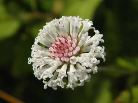 Image of snow squarestem