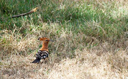 Image of hoopoes