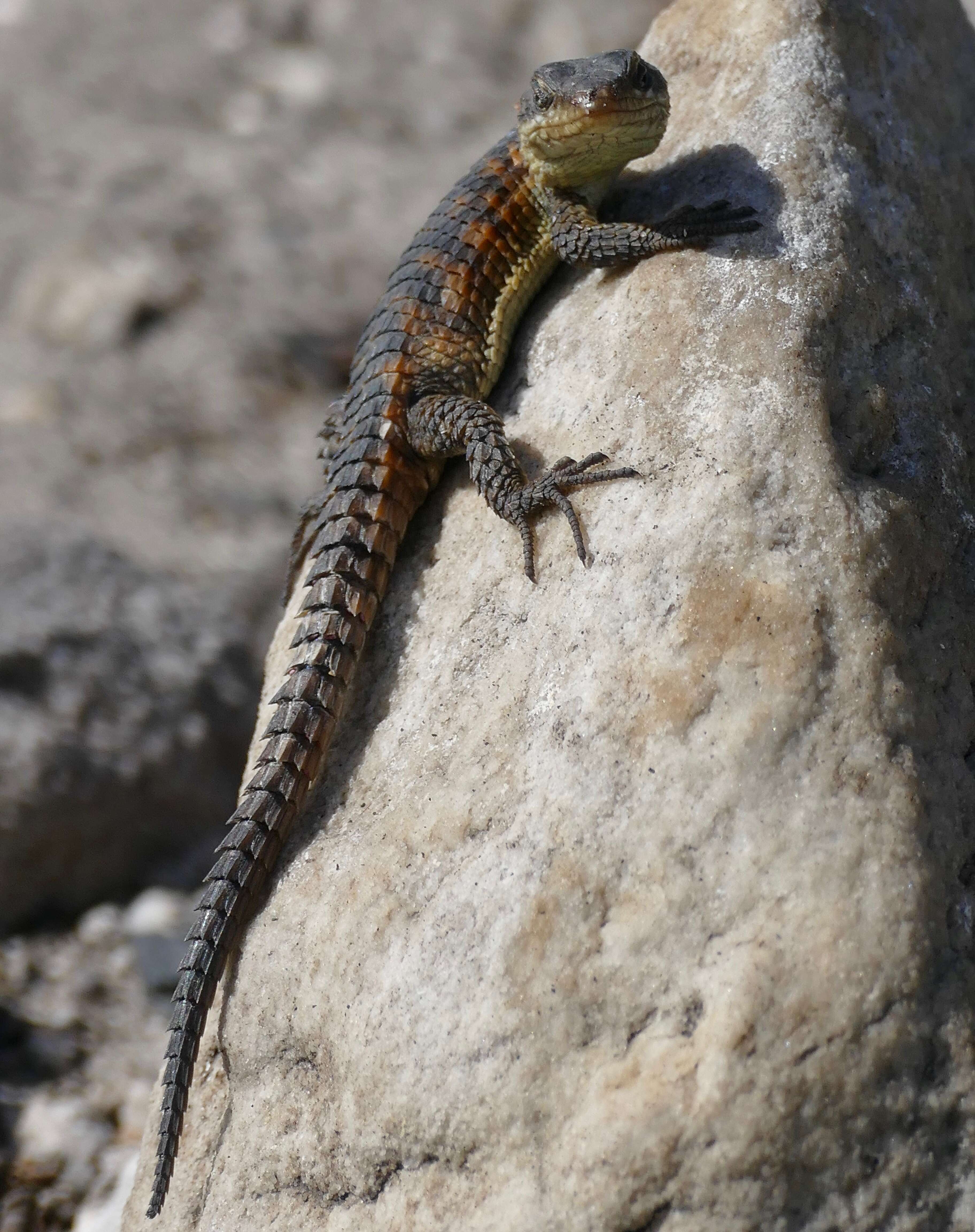 Image de Cordylus Laurenti 1768