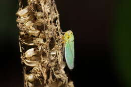 Image of Cicadella