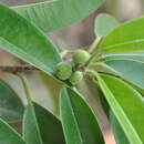 Image of Ficus maclellandii King