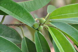 Image of Ficus maclellandii King