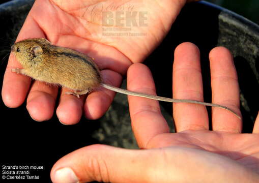 Image of Birch mouse