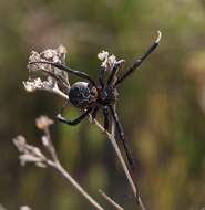 Image of Latrodectus lilianae Melic 2000