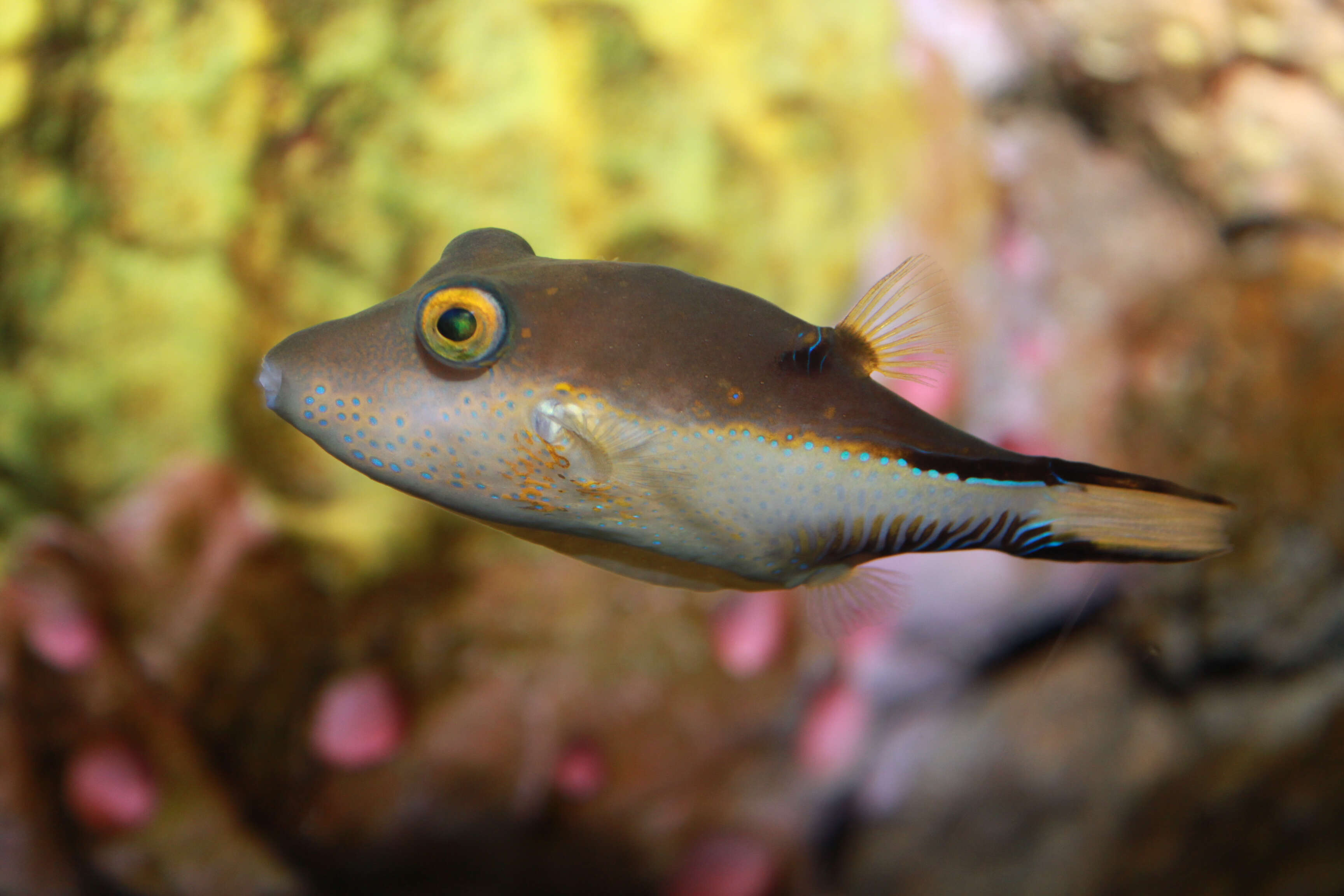 Image of Caribbean Sharpnose-puffer