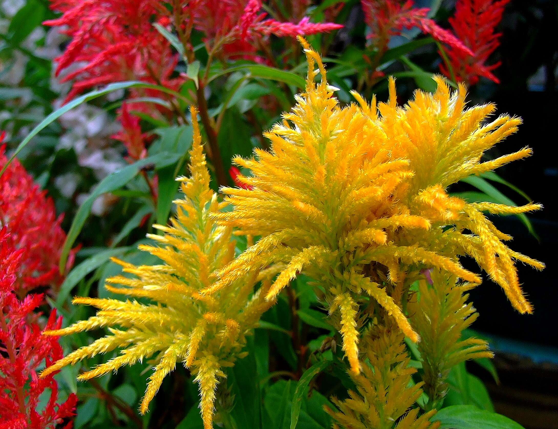 Imagem de Celosia argentea L.