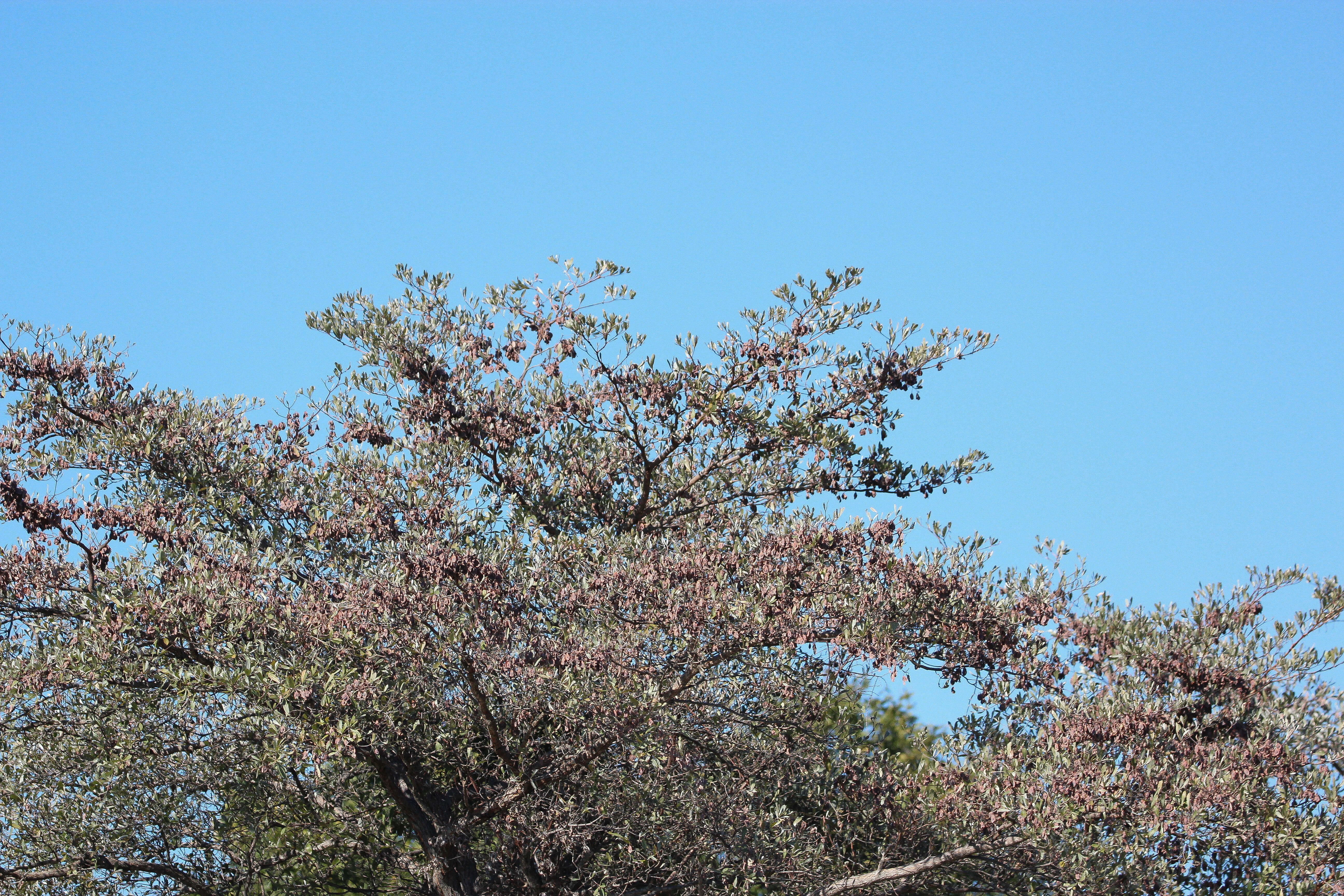 Image of tropical almond