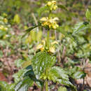 Image of Lamium galeobdolon subsp. argentatum (Smejkal) J. Duvign.