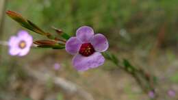 Image of Euryomyrtus ramosissima (A. Cunn.) Trudgen