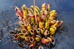 Image of purple pitcherplant