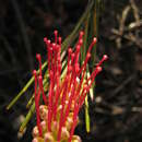 Sivun Grevillea coccinea Meissn. kuva