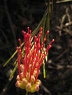 Image of Grevillea coccinea Meissn.