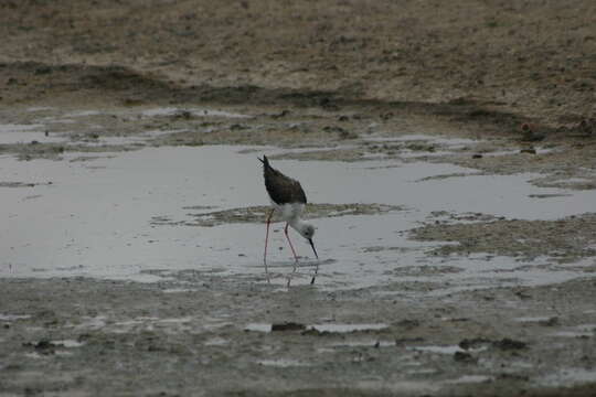 Image of Black-winged Stilt