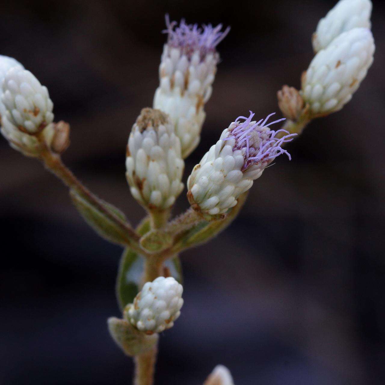 Image of thoroughwort