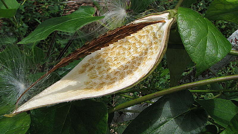 Image of Oxypetalum harleyi (Fontella & Goyder) Farin.