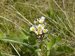 Image of Senecio smithii DC.